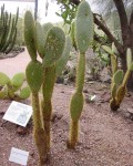 Opuntia Helleri