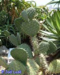 Opuntia Hitchcockii