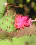 Opuntia Hondurensis