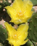 Opuntia Humifusa