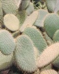 Opuntia Hyptiacantha