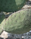 Opuntia Joconostle