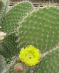 Opuntia Leucotricha