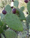 Opuntia Littoralis