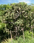 Opuntia Lutea