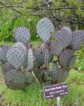 Opuntia Macrocentra