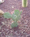 Opuntia Macrorhiza