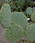 Opuntia Martiniana