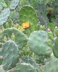 Opuntia Megapotamica