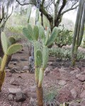 Opuntia Megasperma