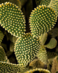 Opuntia microdasys