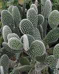 Opuntia microdasys albata