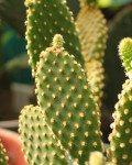 Opuntia microdasys pallida