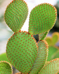 Opuntia microdasys rufida