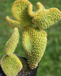 Opuntia microdasys var. pallida