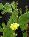 Opuntia monacantha