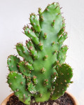 Opuntia monacantha f. monstruosa