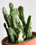 Opuntia monacantha f. monstruosa variegata