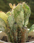 Opuntia monacantha var. variegata