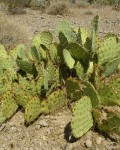 Opuntia Orbiculata