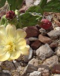 Opuntia Paraguayensis