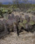 Opuntia Phaeacantha