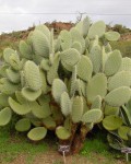 Opuntia Pilifera