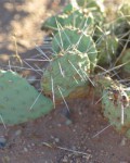 Opuntia Pinkavae