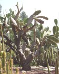 Opuntia Pittieri