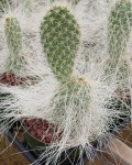 Opuntia Polyacantha