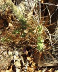 Opuntia Pubescens