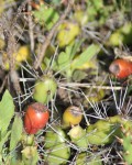 Opuntia Pusilla