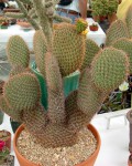 Opuntia Pycnantha