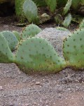 Opuntia Rastrera