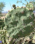 Opuntia Salagria