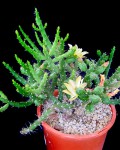 Opuntia salmiana