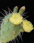 Opuntia Salvadorensis