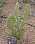 Opuntia Scheeri