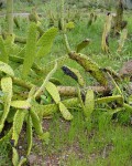 Opuntia Schickendantzii