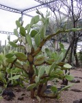 Opuntia Soederstromiana