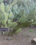 Opuntia Spinulifera