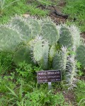 Opuntia Stenopetala