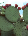 Opuntia streptacantha