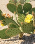 Opuntia Strigil