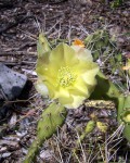 Opuntia Triacantha