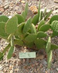 Opuntia Wilcoxii