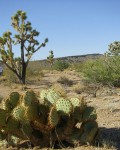 Opuntia X Curvospina