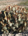 Opuntia X Spinosibacca