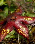 Orbea Macloughlinii