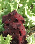Orbea Melanantha